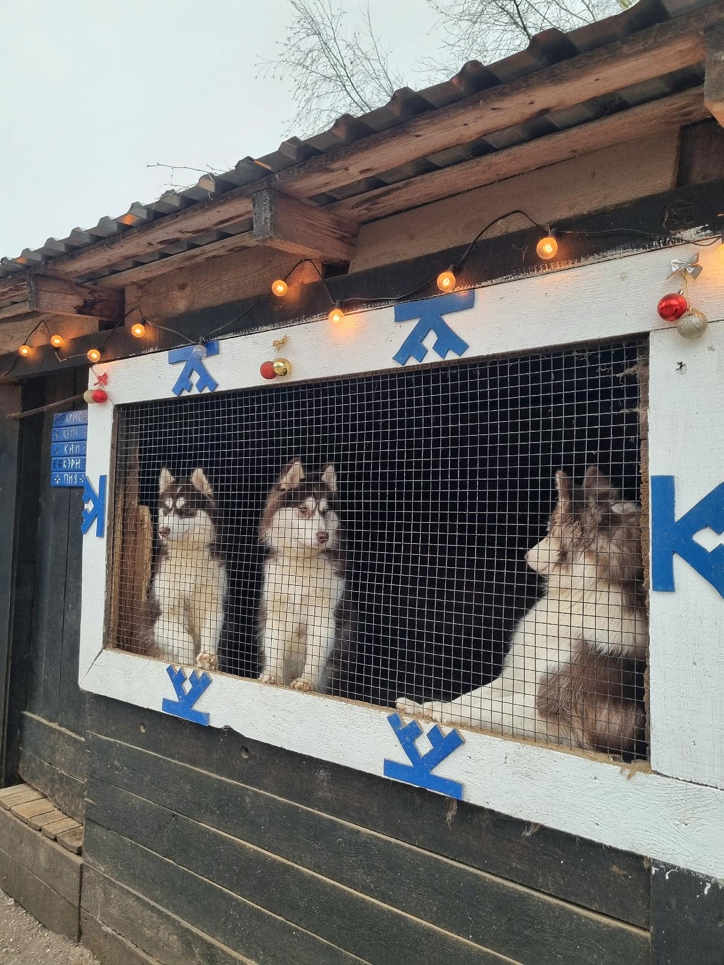 КОСТРОМА: СКАЗКИ ПРО ХАСКИ